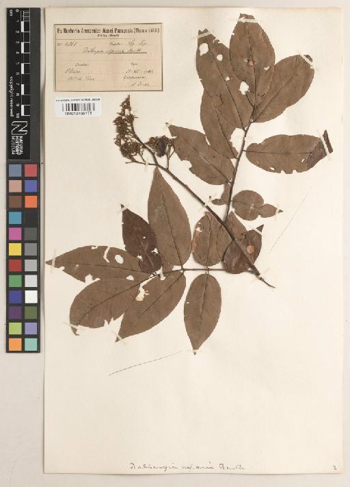 Dalbergia riparia Benth. - BM013406478