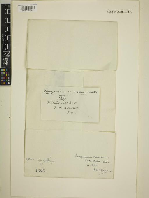 Sparganium erectum L. - BM012556701_packet