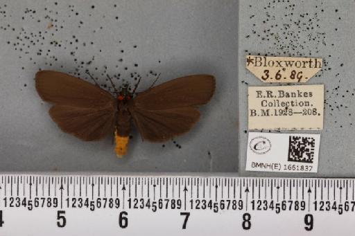 Atolmis rubricollis (Linnaeus, 1758) - BMNHE_1661837_258544