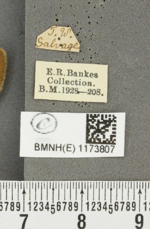 Erebia epiphron mnemon f. scotica Cooke, 1943 - BMNHE_1173807_label_29300