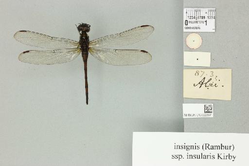 Agrionoptera insignis insularis Kirby, 1889 - 013322831_dorsal_2