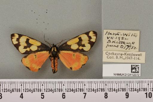 Callimorpha dominula Kettlewell, 1942 - NHMUK_010412272_522179