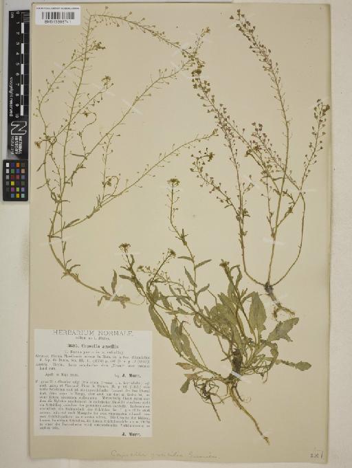 Capsella × gracilis Gren. - BM013398741