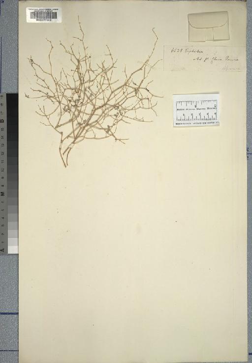 Euphorbia L. - Spruce - BM000777913