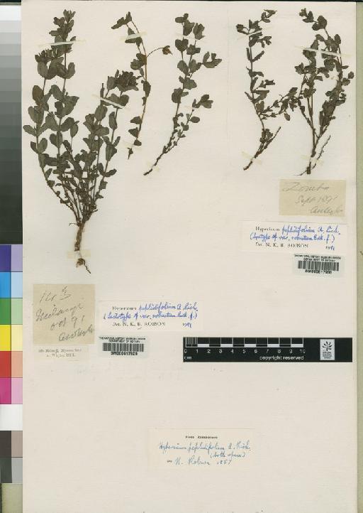 Hypericum peplidifolium A.Rich. - BM000617930