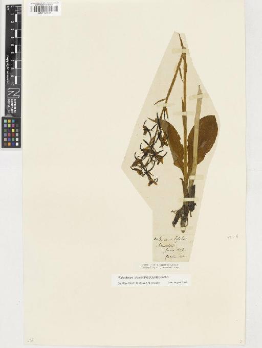 Platanthera chlorantha (Custer) Rchb. - BM001128079