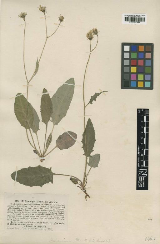 Hieracium bifidum subsp. stenolepis (Lindeb.) Zahn - BM001047982
