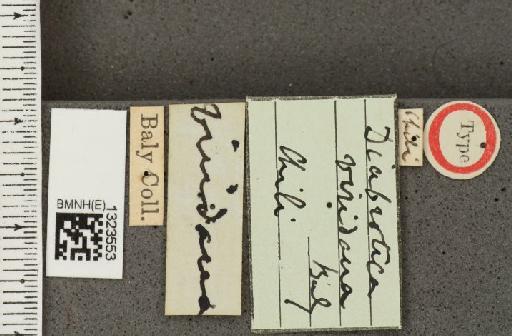 Diabrotica viridana Baly, 1886 - BMNHE_1323553_label_20766