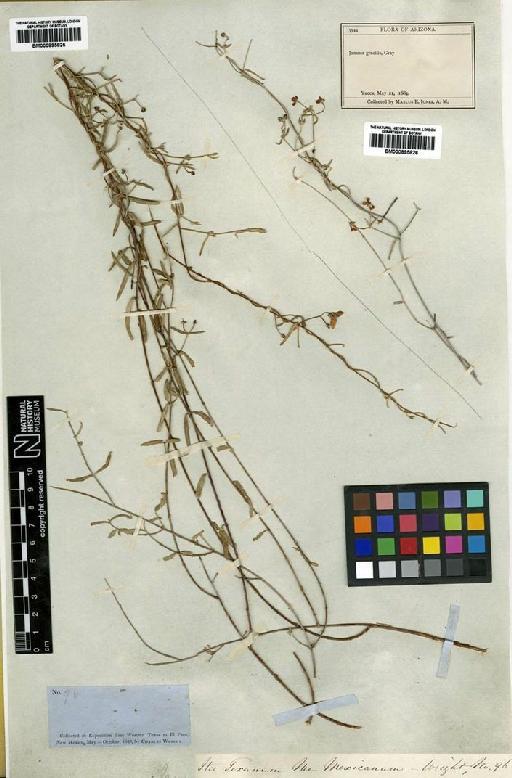 Janusia gracilis A.Gray - BM000895826