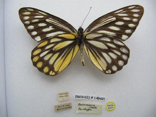 Delias lativitta formosana Matsumura, 1909 - BMNH(E)149441_Delias lativitta formosana_Mats