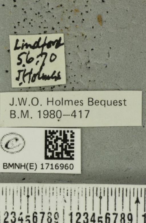 Scopula floslactata floslactata (Haworth, 1809) - BMNHE_1716960_label_271317