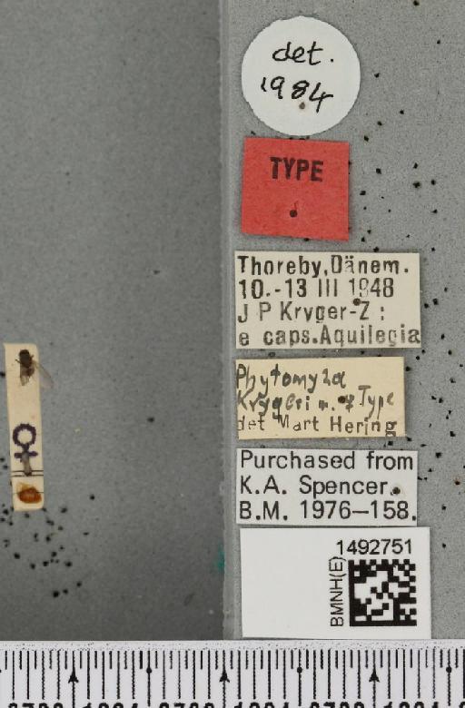 Phytomyza krygeri Hering, 1949 - BMNHE_1492751_a_label_54485