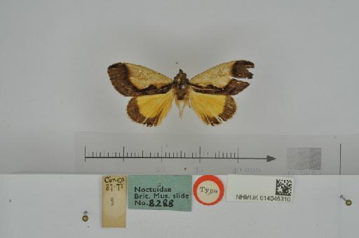 Tuerta chrysochlora Walker in Chapman, 1869 - NHMUK_014046310_Tuerta_chrysochlora_Walker_1869_male_Congo_holotype_D.JPG