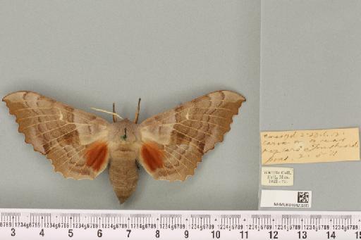 Laothoe populi populi (Linnaeus, 1758) - NHMUK_010420283_525519