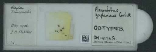 Orientaleyrodes zeylanicus Corbett, 1926 - 010165404_117723_1092267