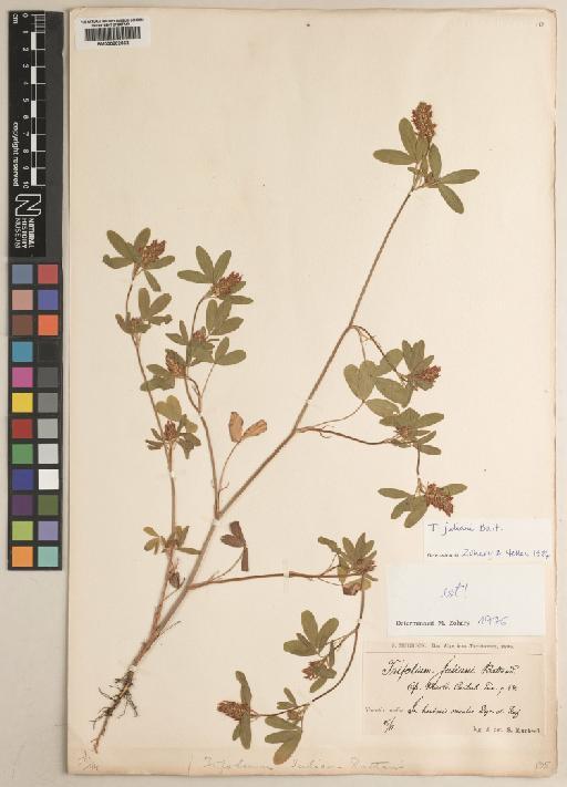 Trifolium juliani Batt. - BM000802562