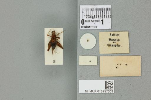 Arachnocephalus breviceps Chopard, 1929 - 012497069_reverse_1