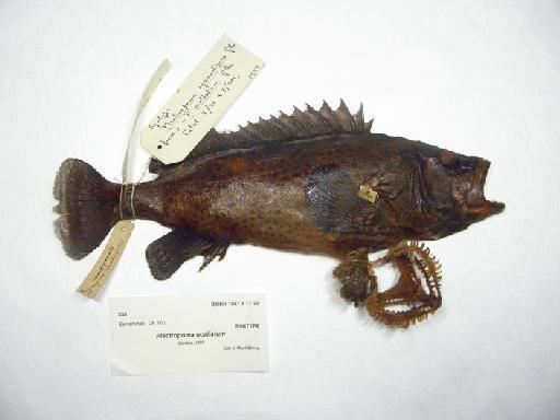 Plectropoma ocellatum Günther, 1859 - BMNH 1847.6.17.22, SYNTYPE, Plectropoma ocellatum