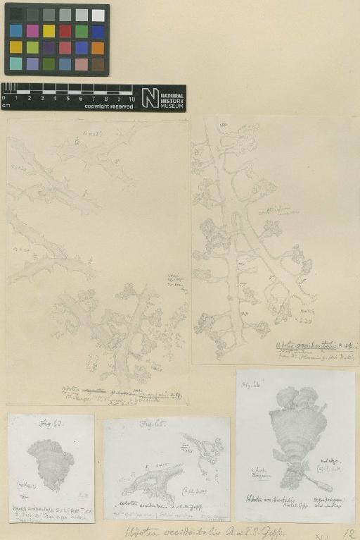 Udotea occidentalis E.Gepp & A.Gepp - BM001045864_a