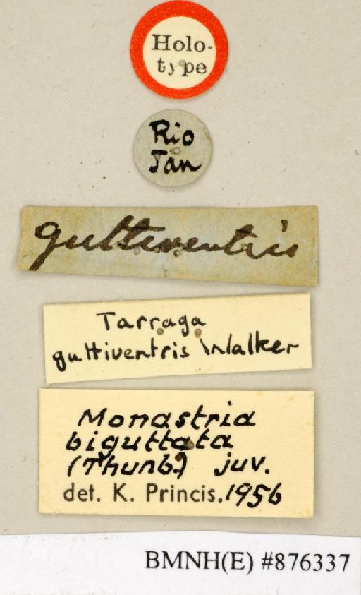 Tarraga guttiventris Walker, 1868 - Tarraga guttiventris Walker, F, 1868, female, holotype, labels. Photographer: Edward Baker. BMNH(E)#876337
