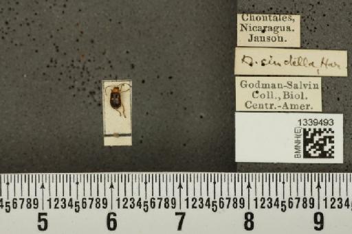 Isotes puella (Baly, 1886) - BMNHE_1339493_21912
