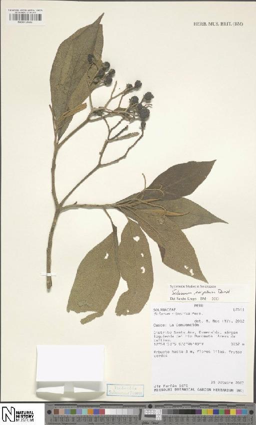 Solanum rugosum Dunal - BM001120302