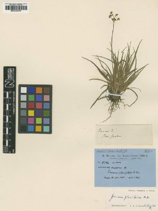 Juncus planifolius R.Br. - BM000990781