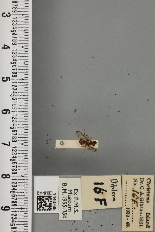 Bactrocera (Javadacus) cucurbitae (Coquillett, 1899) - BMNHE_1440788_35828