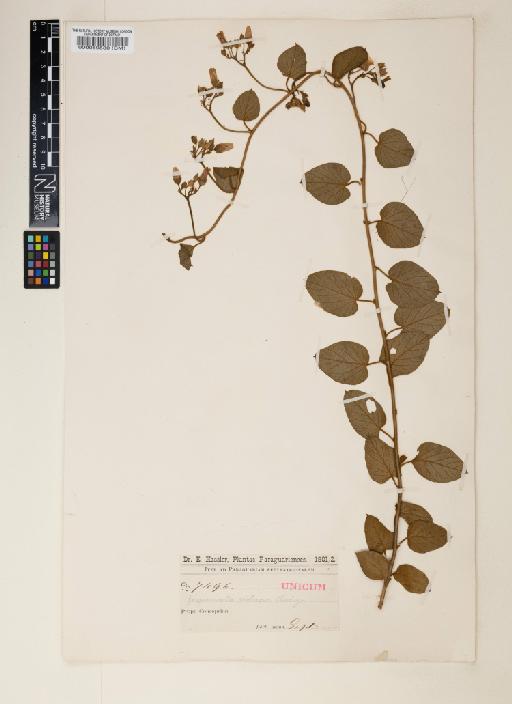 Jacquemontia pentanthos (Jacq.) G.Don - 000089530