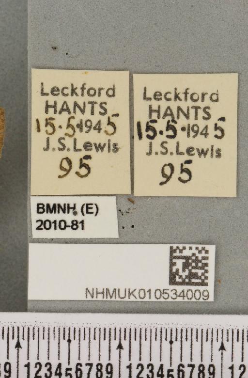 Charanyca trigrammica (Hufnagel, 1766) - NHMUK_010534009_label_587864