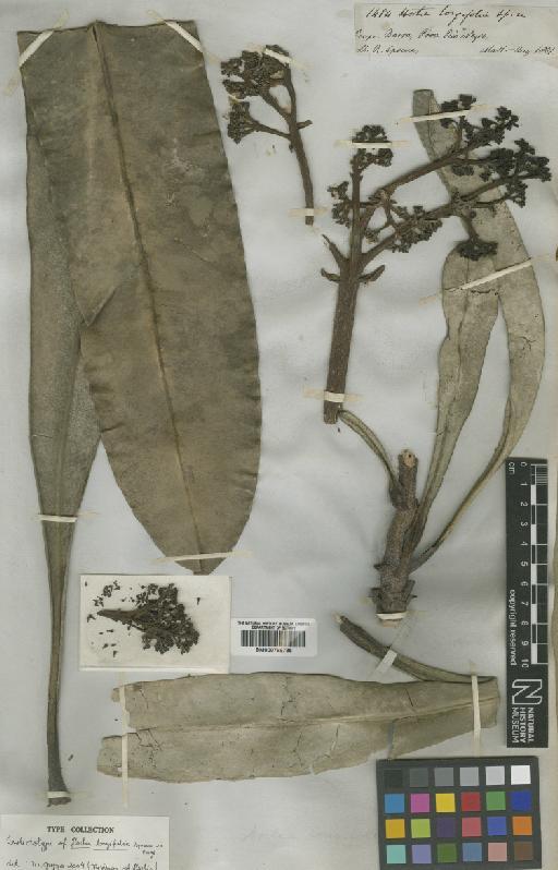 Hortia longifolia Spruce ex Engl. - BM000798785