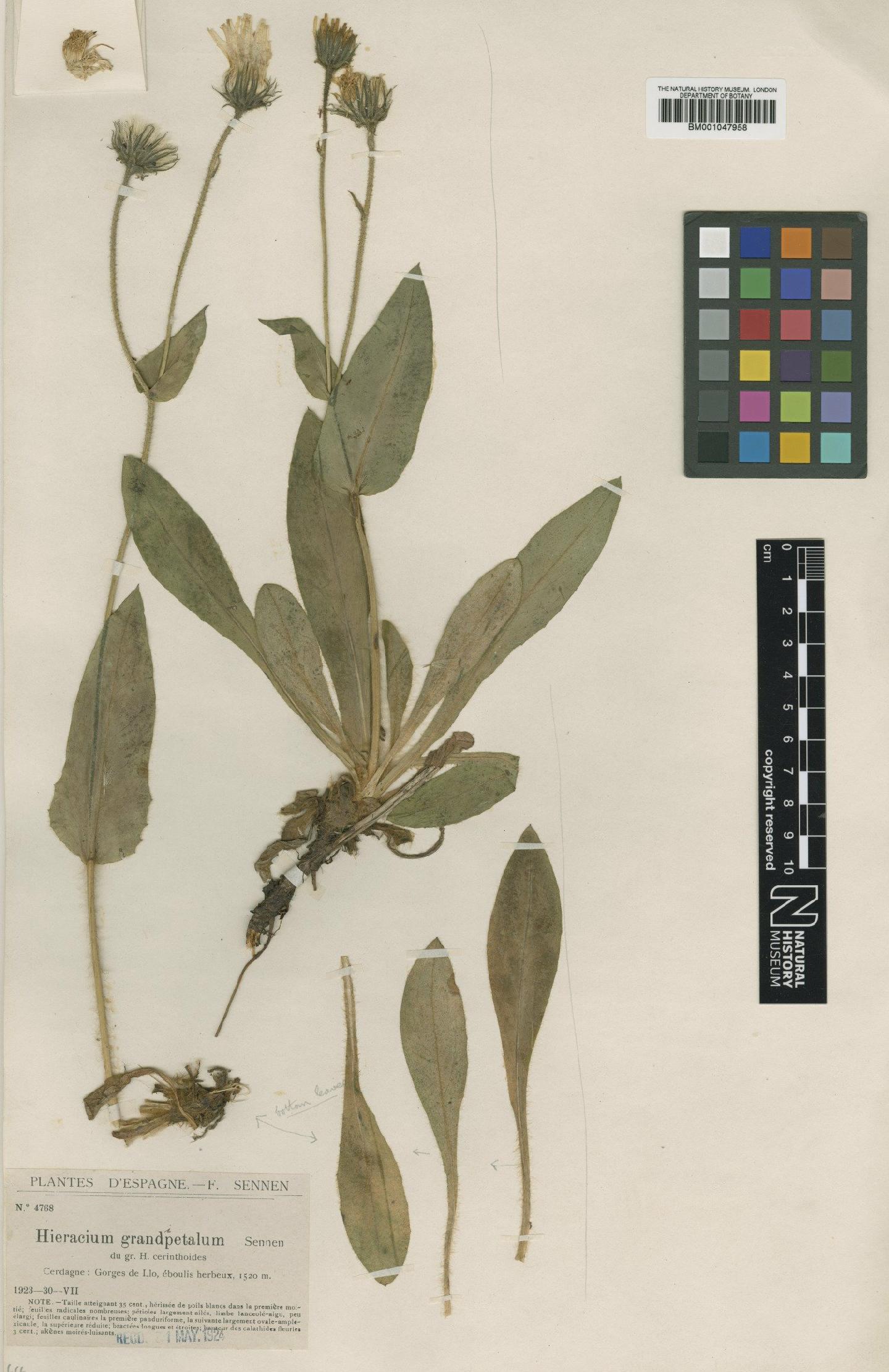 To NHMUK collection (Hieracium grandipetalum Sennen; Type; NHMUK:ecatalogue:2820194)
