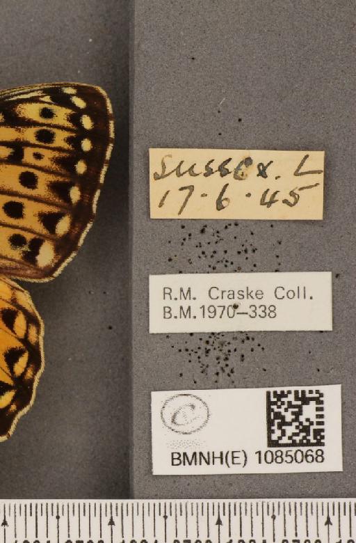 Argynnis aglaja (Linnaeus, 1758) - BMNHE_1085068_label_54010