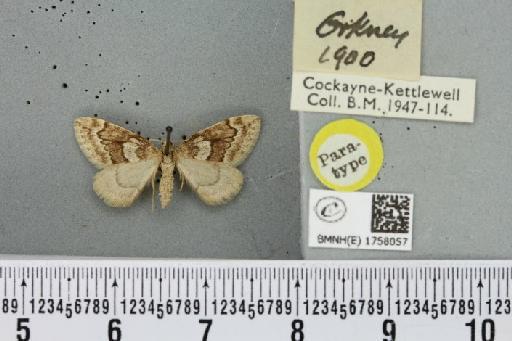 Thera juniperata orcadensis ab. costajuncta Lempke, 1950 - BMNHE_1758057_356962