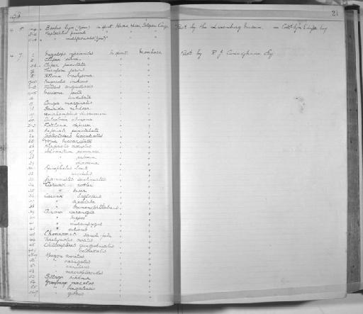 Clupea sirm - Zoology Accessions Register: Fishes: 1912 - 1936: page 21