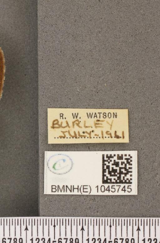 Aphantopus hyperantus ab. semi-albescens Tutt, 1908 - BMNHE_1045745_label_20712