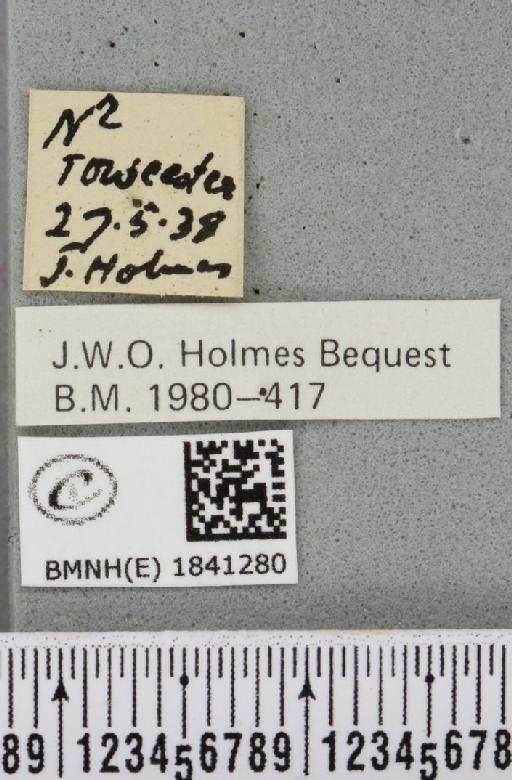 Lomaspilis marginata (Linnaeus, 1758) - BMNHE_1841280_label_419539