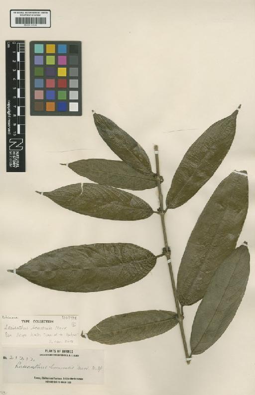 Lasianthus borneensis Merr. - BM001191348