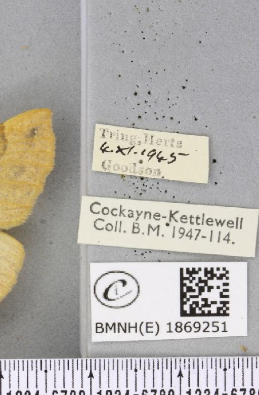 Colotois pennaria ab. aurantiaca Lempke, 1951 - BMNHE_1869251_label_450635