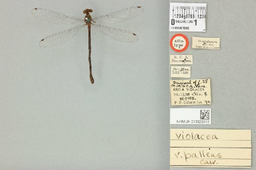 Argia pallens (Calvert, 1902) - 013323013_dorsal