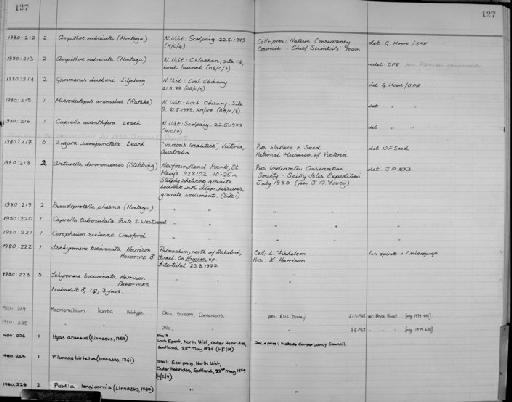 Macrobrachium kumba - Zoology Accessions Register: Crustacea: 1976 - 1984: page 127