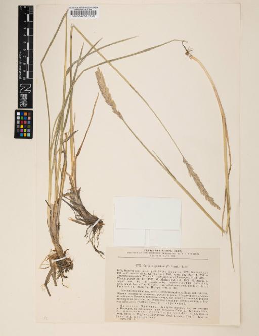 Elymus ajanensis (V.N.Vassil.) Roshev. ex Vorosch. - 000064208