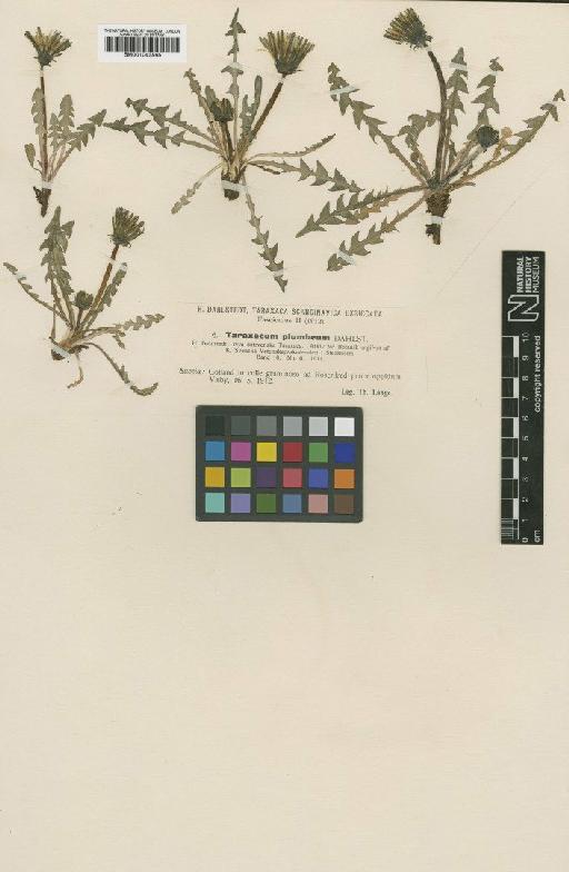 Taraxacum plumbeum Dahlst. - BM001043565