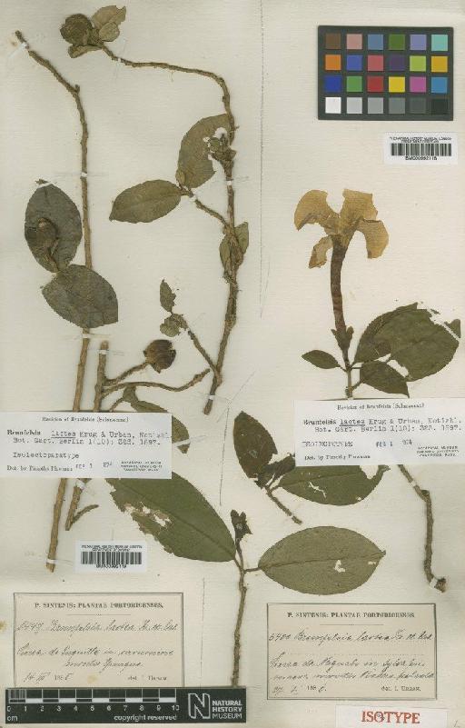 Brunfelsia lactea Krug & Urb. - BM000992119