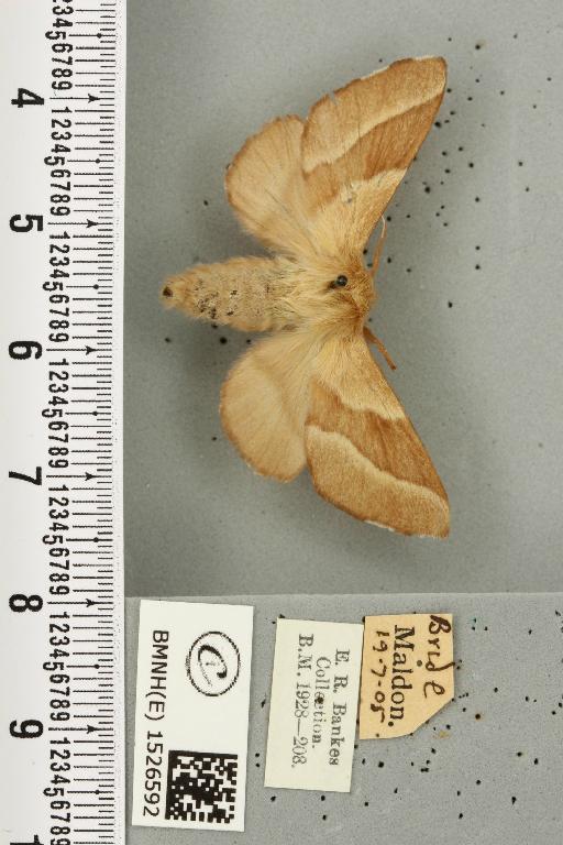 Malacosoma neustria (Linnaeus, 1758) - BMNHE_1526592_191073