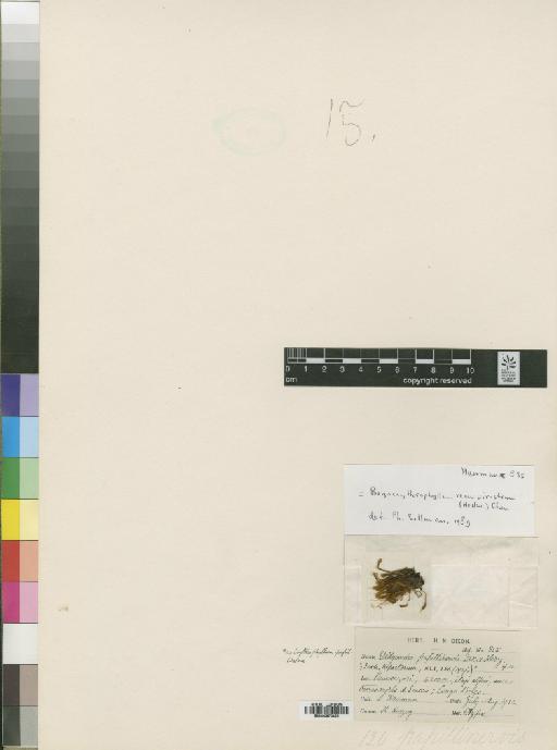 Bryoerythrophyllum recurvirostrum (Hedw.) Chen - BM000870425_a