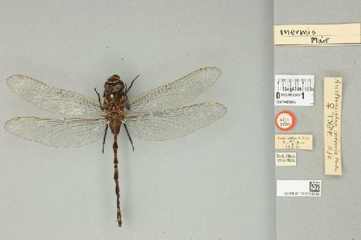 Austroaeschna inermis Martin, 1901 - 013324088_dorsal