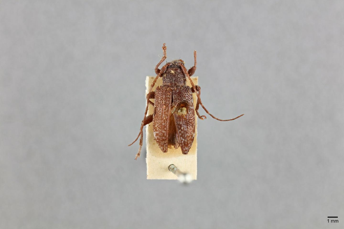 Hestimidius ingranulatus thumbnail