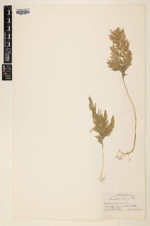 Selaginella biformis A.Braun ex Kuhn - 000779621