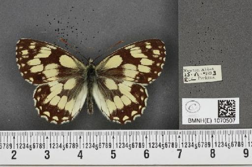 Melanargia galathea serena Verity, 1913 - BMNHE_1070507_36473